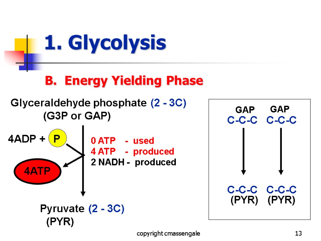 13 1. Glycolysis B. Energy Yielding Phase copyright cmassengale